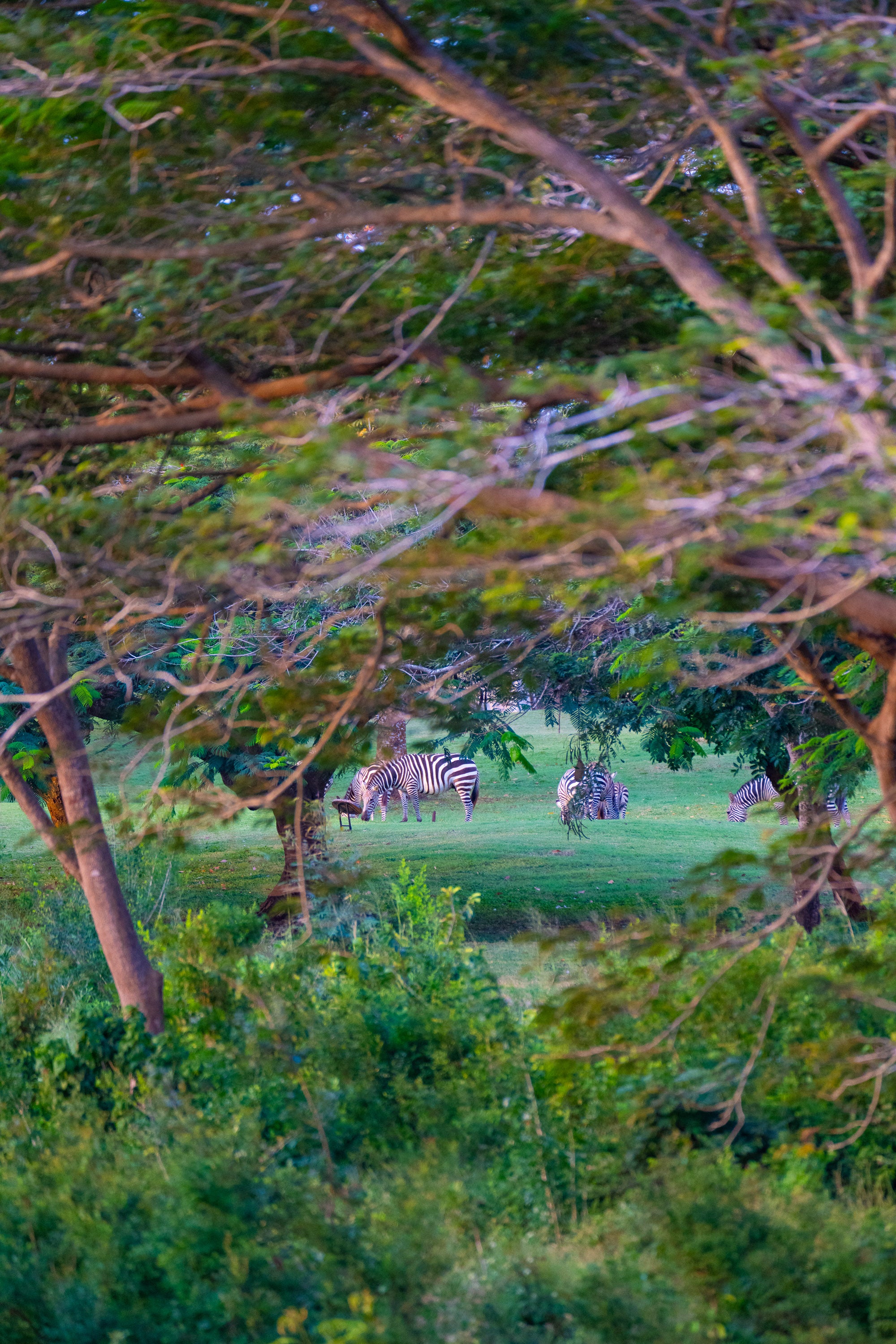 Kenya - Safari Editorial Experience