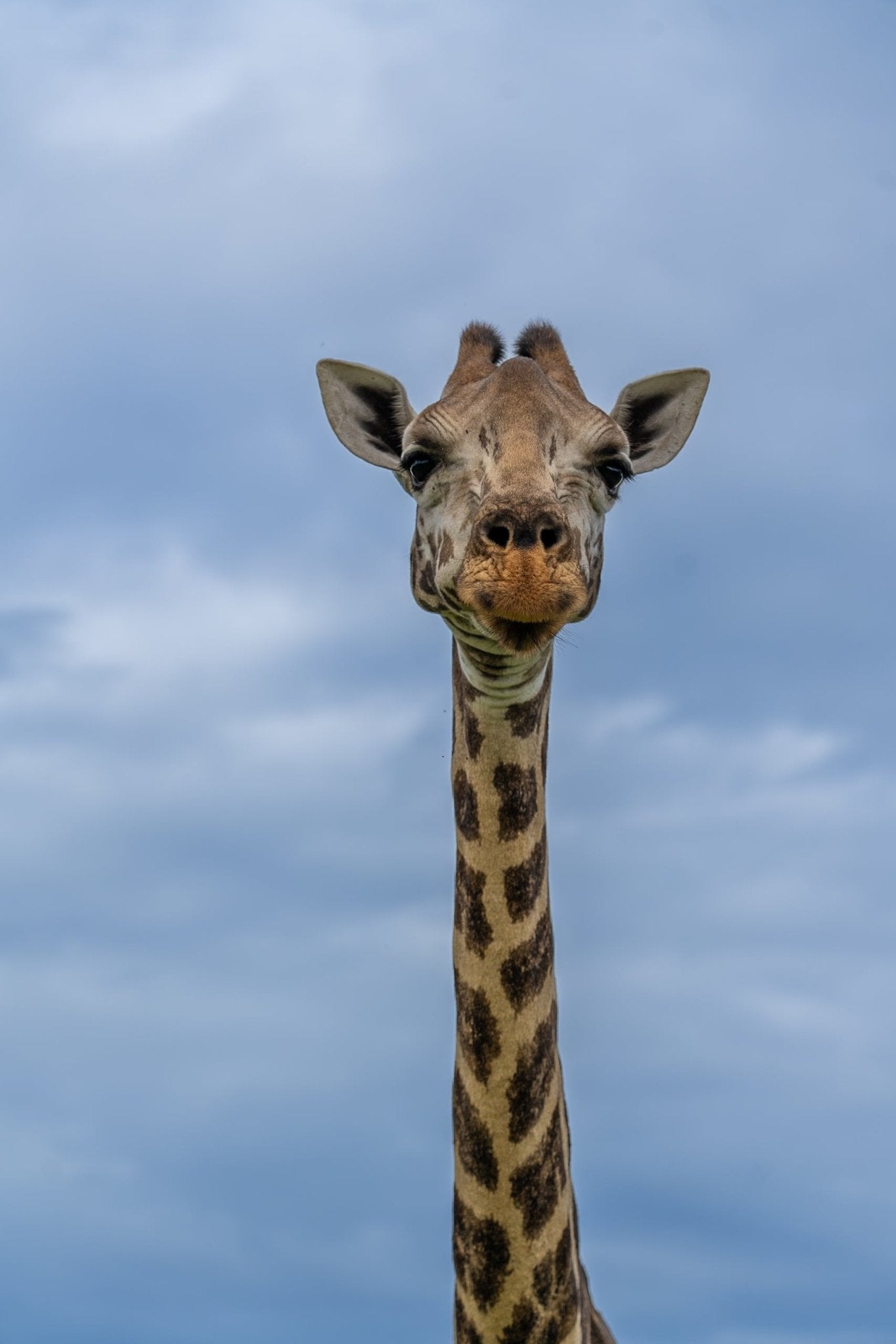 Kenya Safari Edition | 90-Minute Editorial Photography - Zawadi Hat Fashion