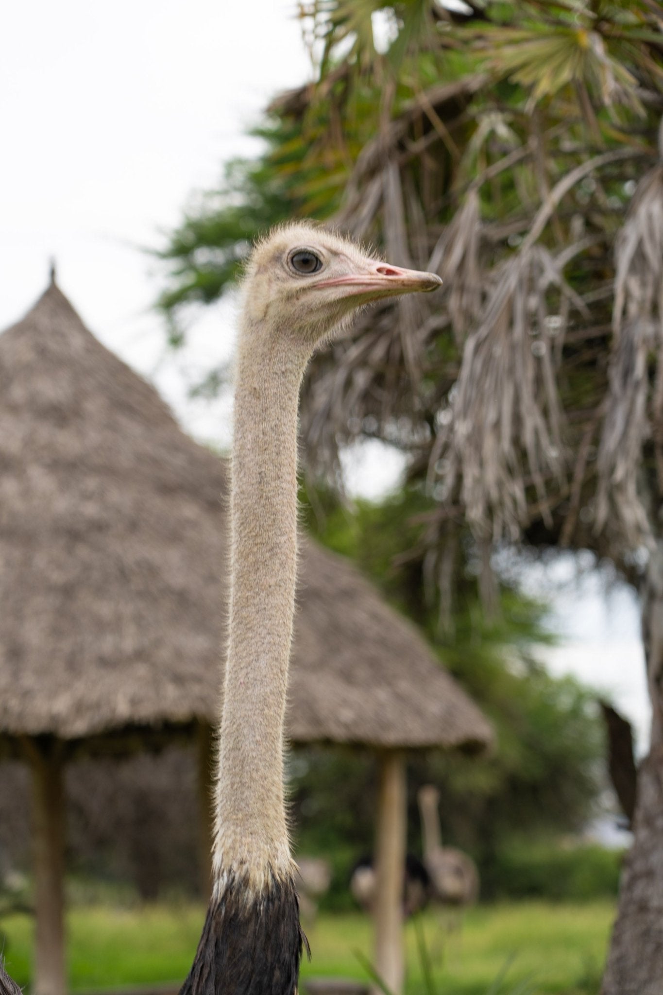 Kenya Safari Edition | 90-Minute Editorial Photography - Zawadi Hat Fashion